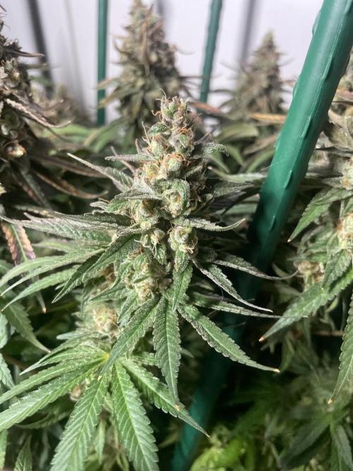 Biscotti Zamnesia. Week 14