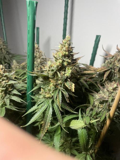 Biscotti Zamnesia. Week 14