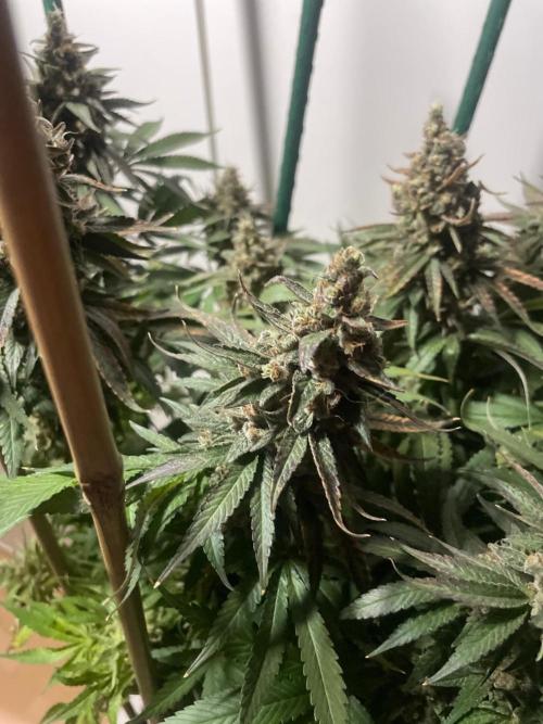 Biscotti Zamnesia. Week 14