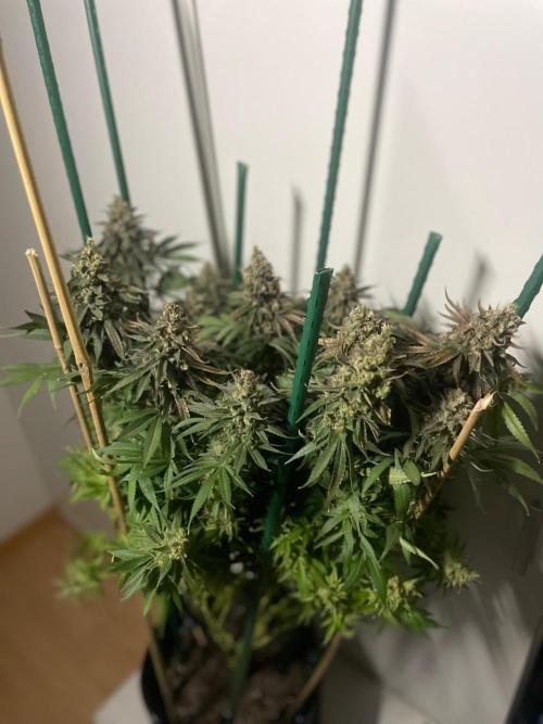 Biscotti Zamnesia. Week 14