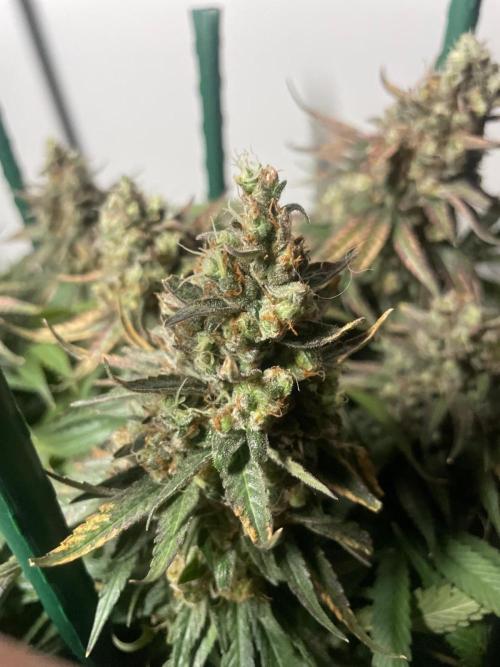 Biscotti Zamnesia. Week 14