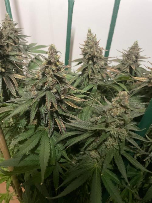 Biscotti Zamnesia. Week 14