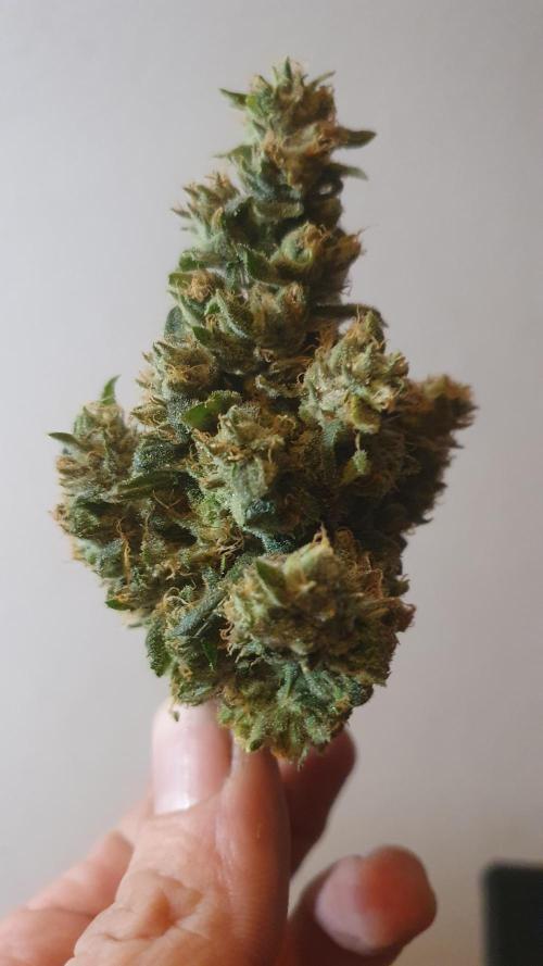 Black Runtz Weedseedsexpress. Week 14