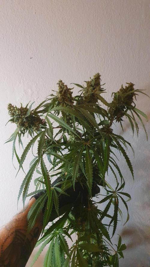 Black Runtz Weedseedsexpress. Week 14