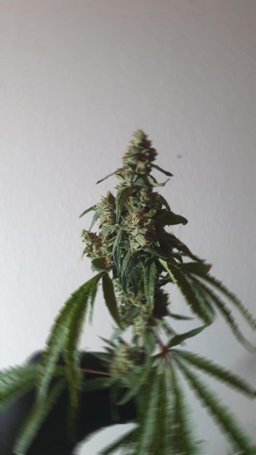 Black Runtz Weedseedsexpress. Week 14