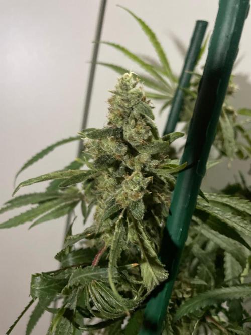 Black Runtz Weedseedsexpress. Week 14