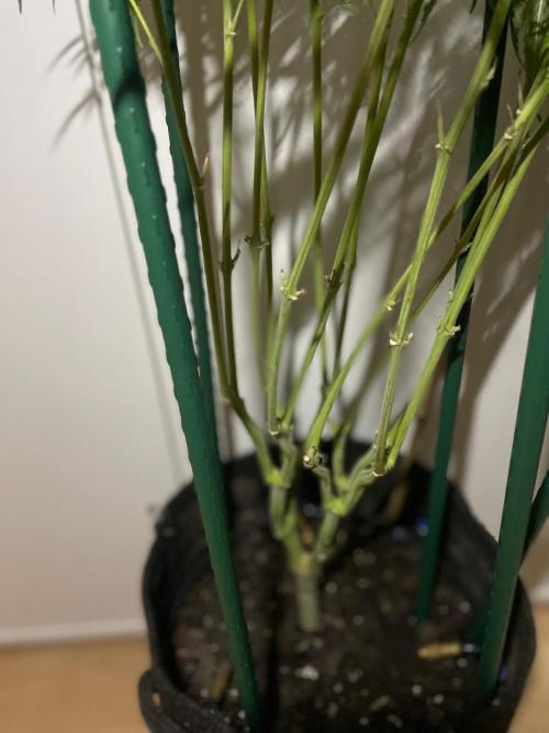 Black Runtz Weedseedsexpress. Week 14