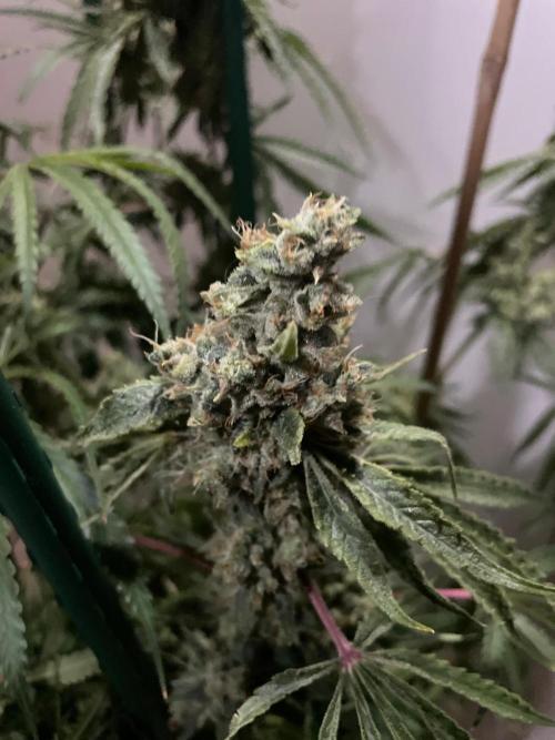 Black Runtz Weedseedsexpress. Week 14