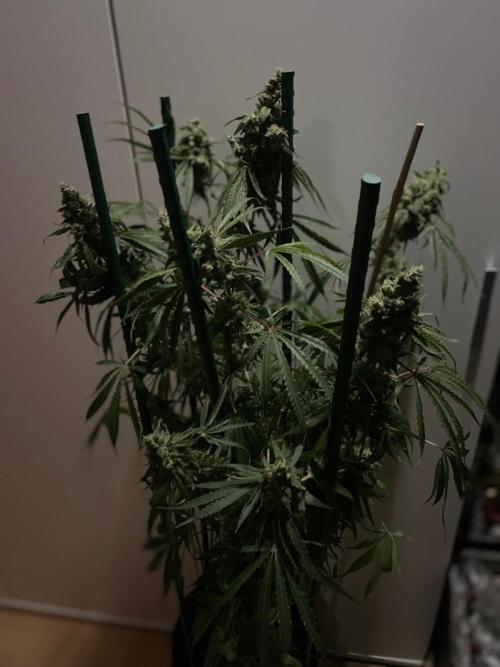 Black Runtz Weedseedsexpress. Week 14