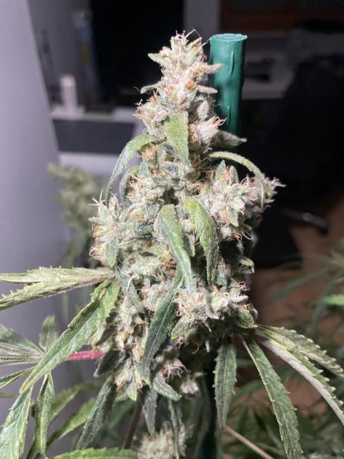 Black Runtz Weedseedsexpress. Week 14