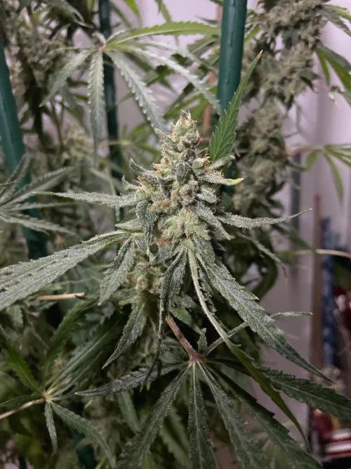 Black Runtz Weedseedsexpress. Week 14