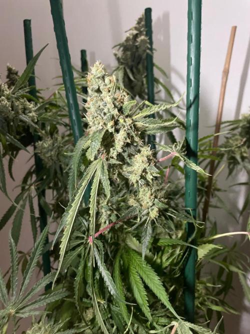 Black Runtz Weedseedsexpress. Week 14