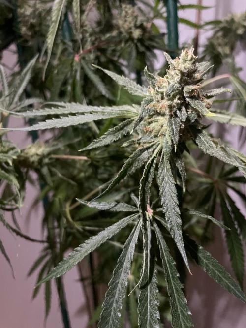 Black Runtz Weedseedsexpress. Week 14
