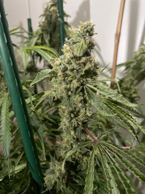 Black Runtz Weedseedsexpress. Week 14