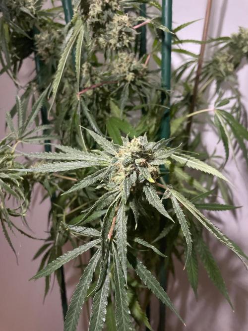 Black Runtz Weedseedsexpress. Week 14