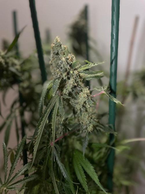 Black Runtz Weedseedsexpress. Week 14