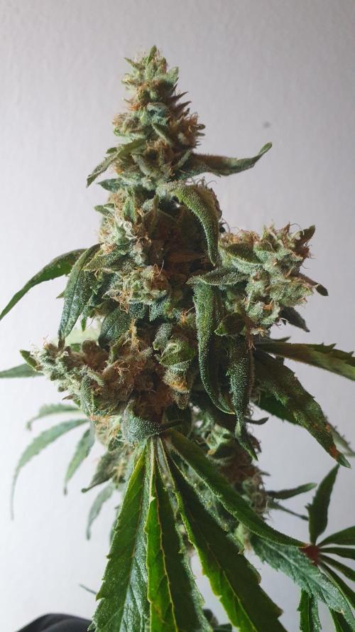 Black Runtz Weedseedsexpress. Week 14