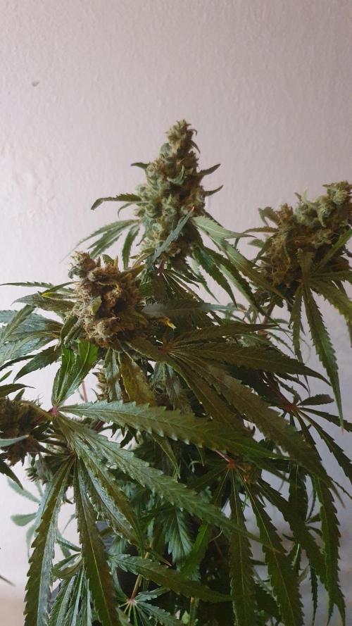 Black Runtz Weedseedsexpress. Week 14