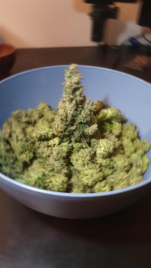 Black Runtz Weedseedsexpress. Week 14