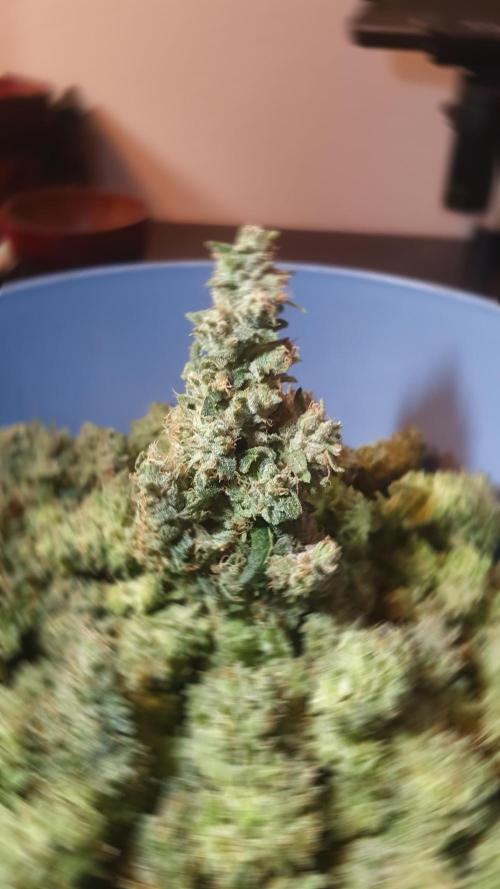 Black Runtz Weedseedsexpress. Week 14