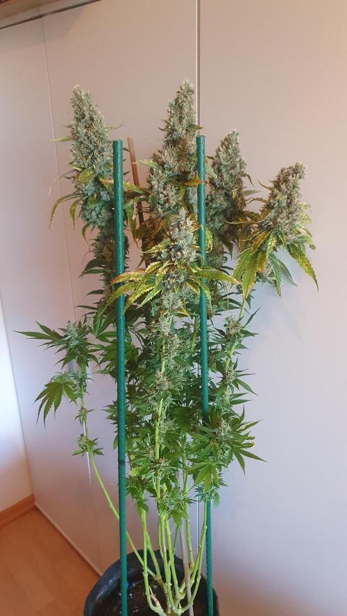 Gushers Zamnesia. Week 14