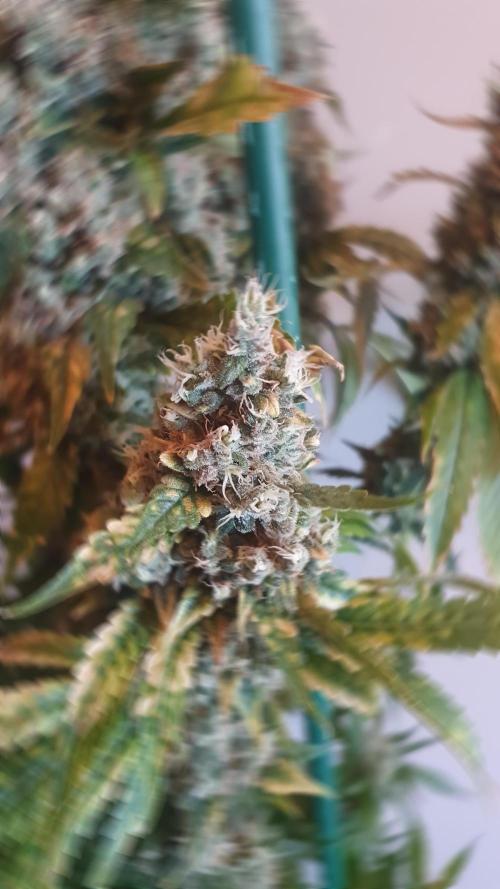 Gushers Zamnesia. Week 14