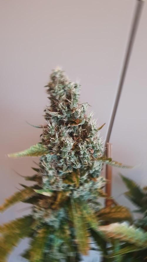 Gushers Zamnesia. Week 14