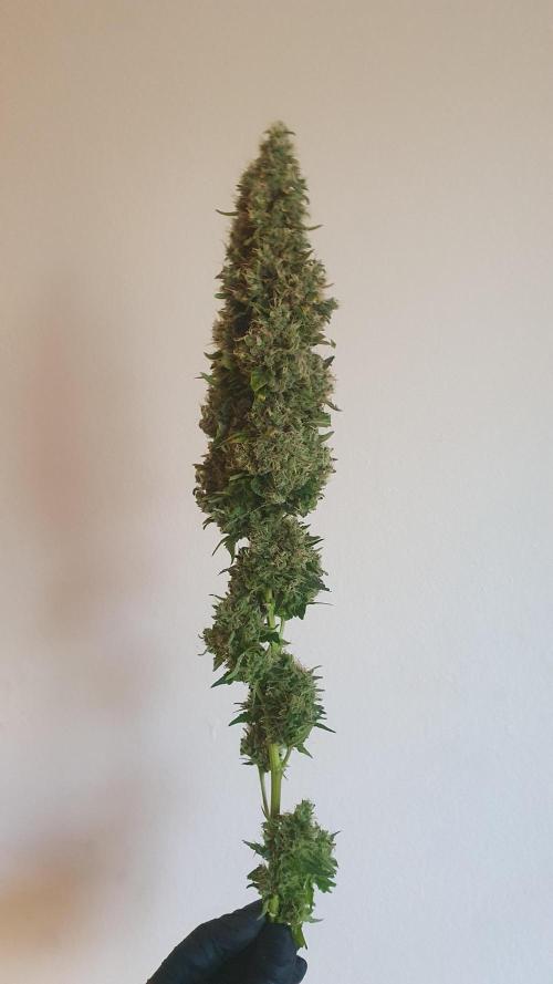 Gushers Zamnesia. Week 14