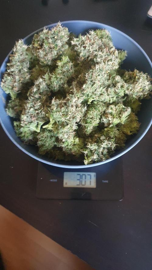 Gushers Zamnesia. Week 14