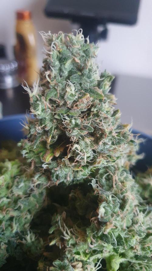 Gushers Zamnesia. Week 14