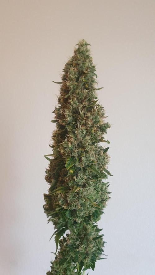 Gushers Zamnesia. Week 14