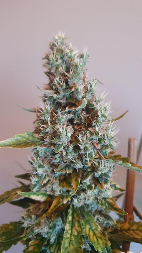 Gushers Zamnesia. Week 14