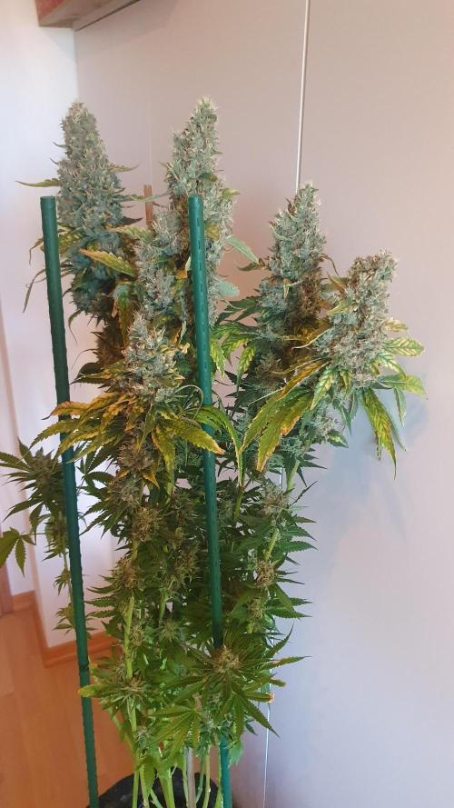 Gushers Zamnesia. Week 14