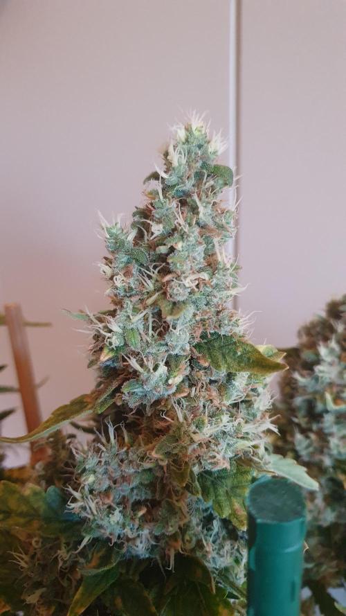 Gushers Zamnesia. Week 14