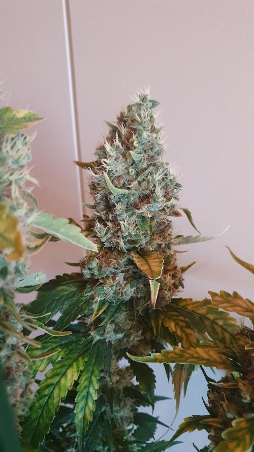 Gushers Zamnesia. Week 14