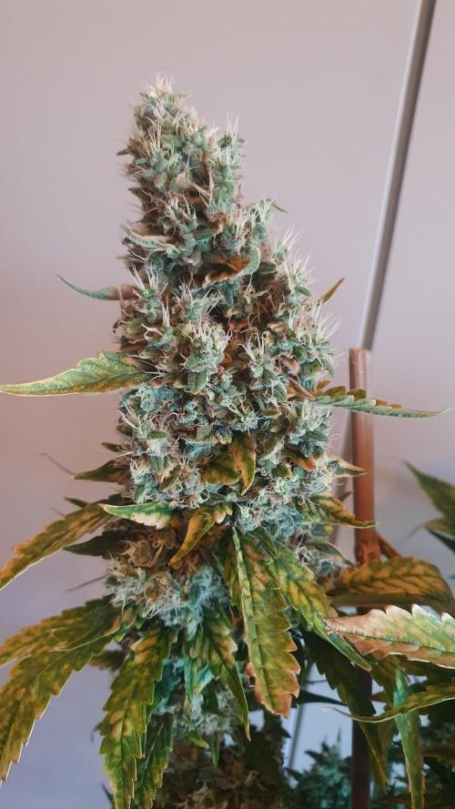 Gushers Zamnesia. Week 14