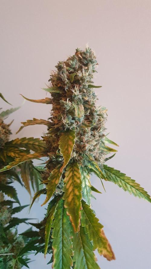 Gushers Zamnesia. Week 14