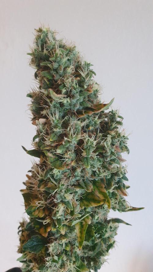 Gushers Zamnesia. Week 14