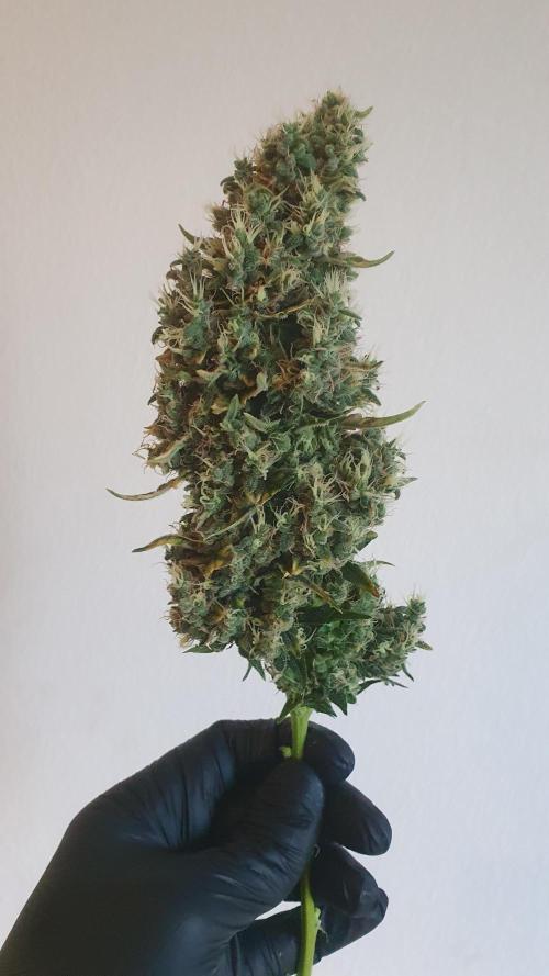 Gushers Zamnesia. Week 14