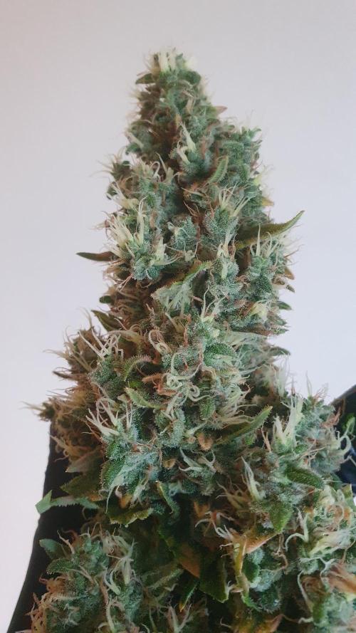 Gushers Zamnesia. Week 14