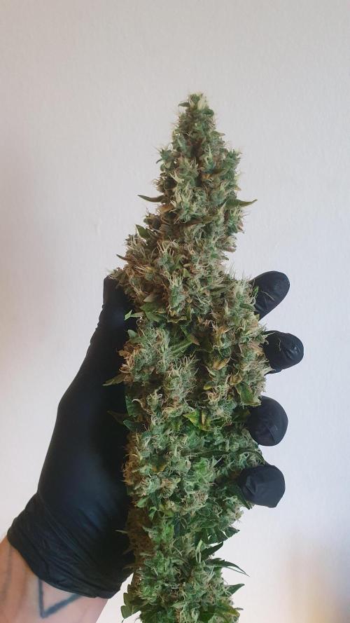 Gushers Zamnesia. Week 14