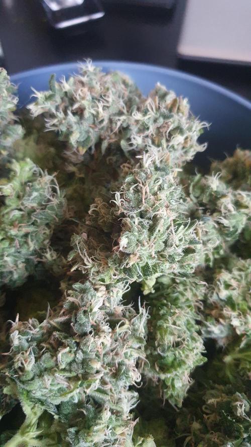 Gushers Zamnesia. Week 14