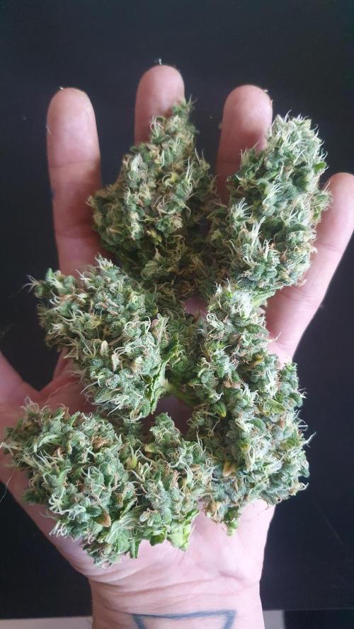 Gushers Zamnesia. Week 14