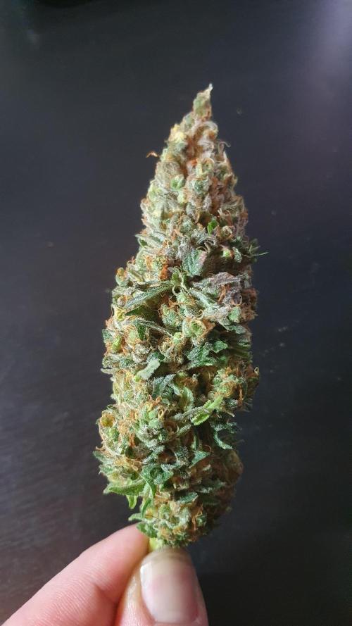 Biscotti Zamnesia. Week 14