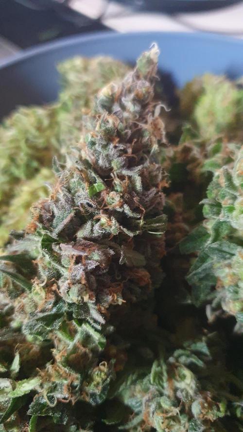 Biscotti Zamnesia. Week 14