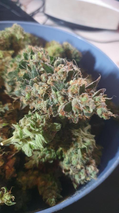 Biscotti Zamnesia. Week 14