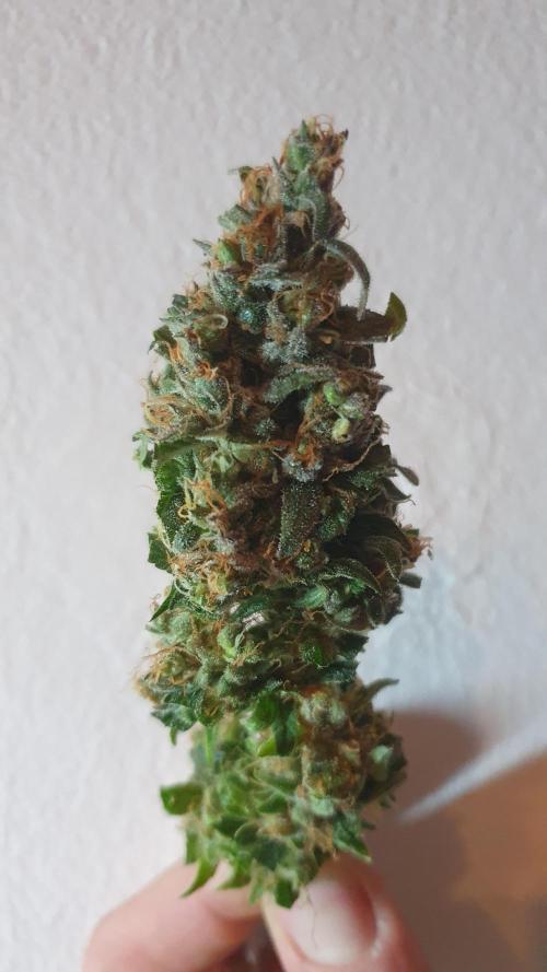 Biscotti Zamnesia. Week 14