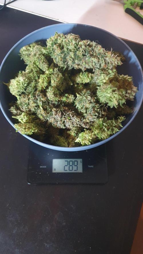 Biscotti Zamnesia. Week 14