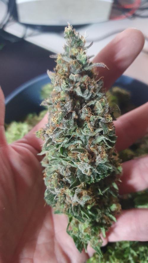 Biscotti Zamnesia. Week 14