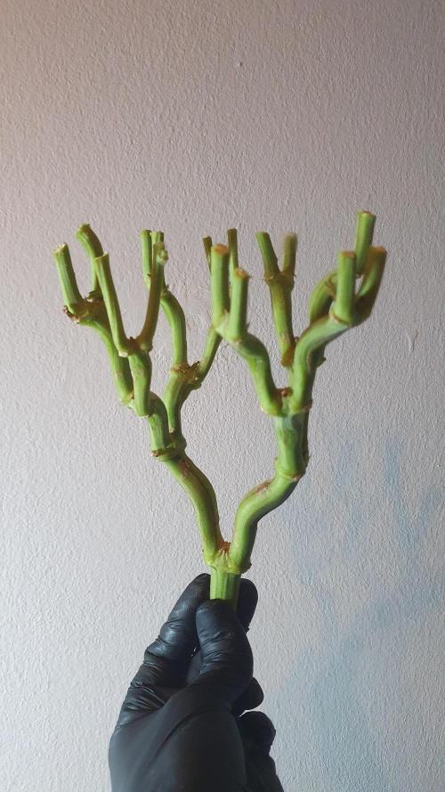 Biscotti Zamnesia. Week 14